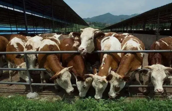 養(yǎng)殖污水處理設備是如何處理污水并實現(xiàn)排放達標的？
